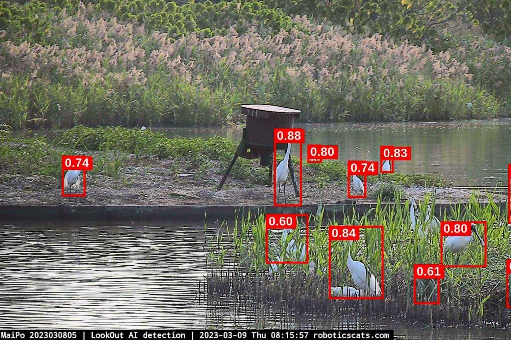 An AI-powered bird counting system in action. Photo: Robotics Cats