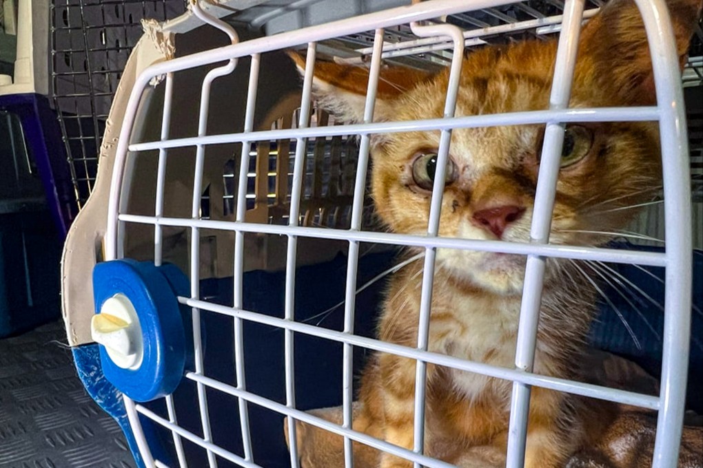 Five of the cats found were in poor health and taken by staff from an animal welfare organisation for treatment, police have said. Photo: Facebook/ HKGolden