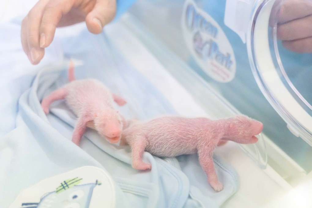 The cubs were born on Thursday at Hong Kong’s Ocean Park. Photo: Handout