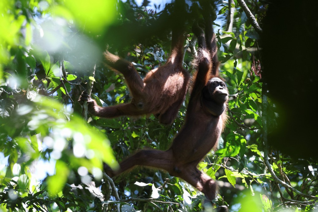 Young Bornean orangutans swing from tree to tree searching for food in Sepilok, Malaysia. Photo: Reuters