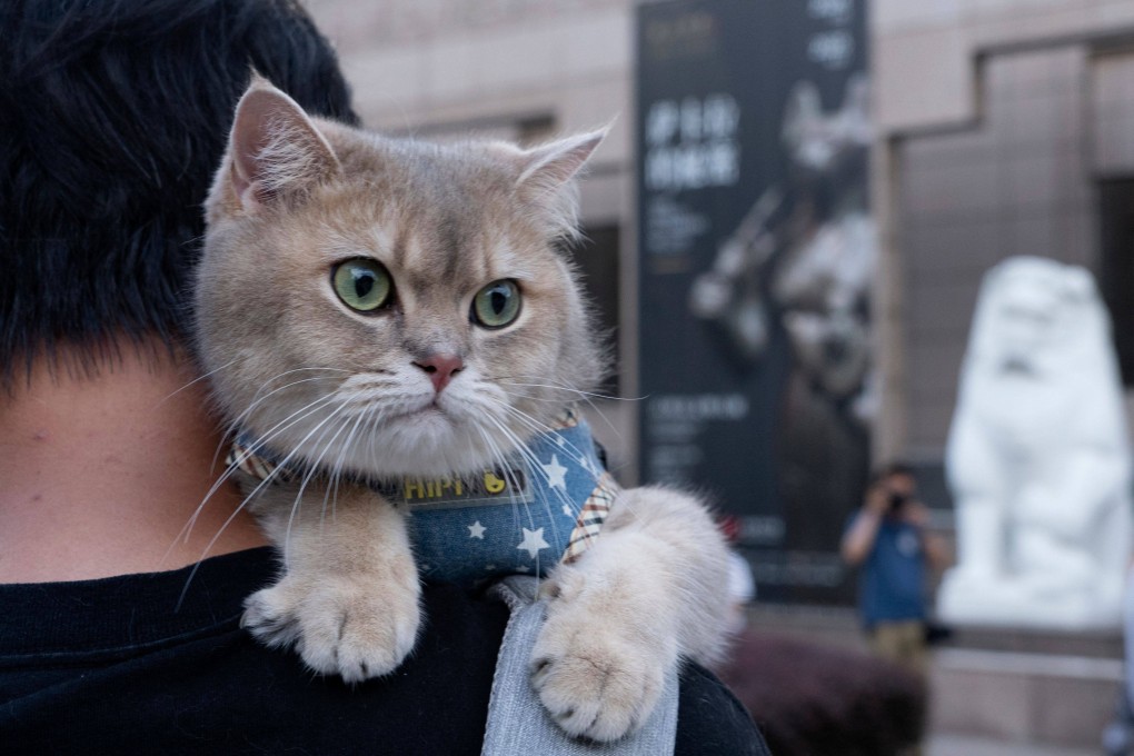A cat rests on its owners shoulder while attending cat night at the Shanghai Museum in Shanghai on July 27, 2024. The event was part of an ancient Egypt exhibition. Photo: AFP