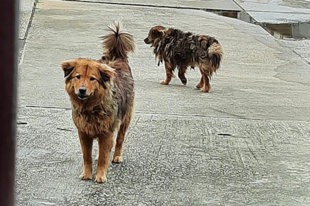 A volunteer has offered a HK$100,000 reward for clues leading to the recovery of ‘Dai Mui’ and ‘Sai Mui’, two female brown-and-black mongrels. Photo: Handout