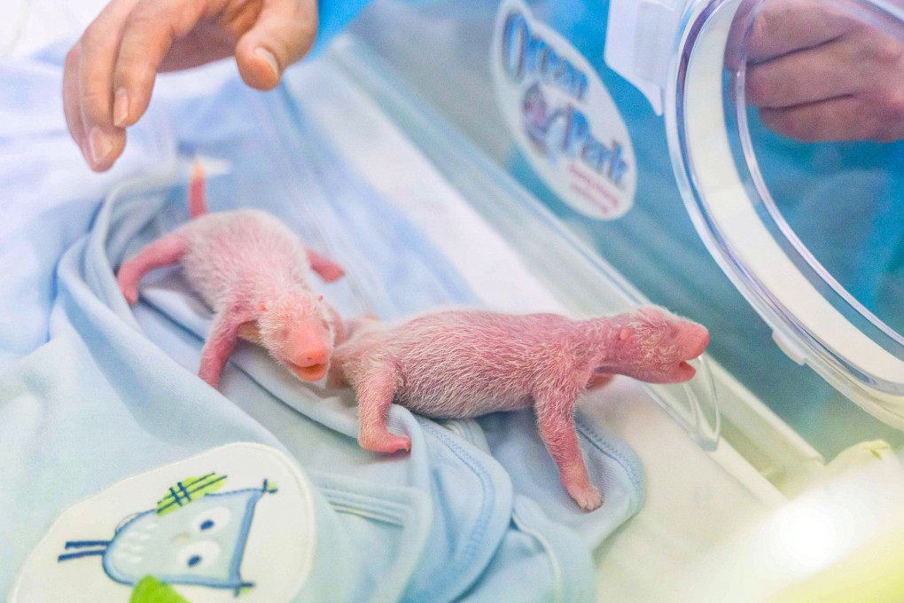 Hong Kong’s Ocean Park welcomed the first-ever locally born giant panda twins four days ago. Photo: Handout