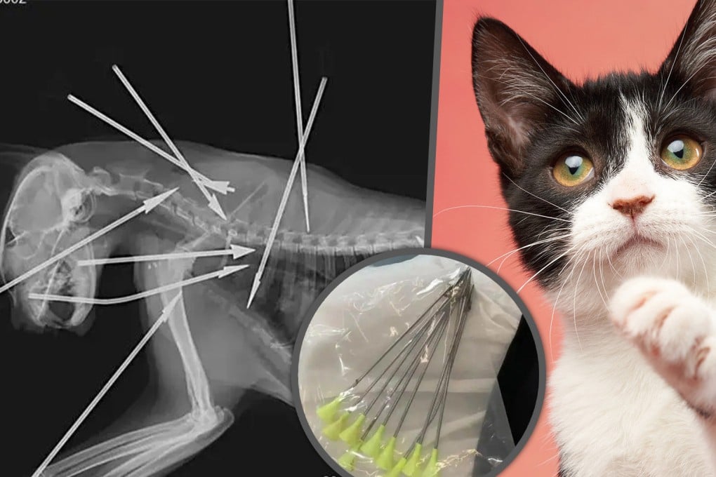 A kitten has been shot and killed, with several more cats injured, by an animal abuser in China armed with steel blow darts. Photo: SCMP composite/Shutterstock/Baidu