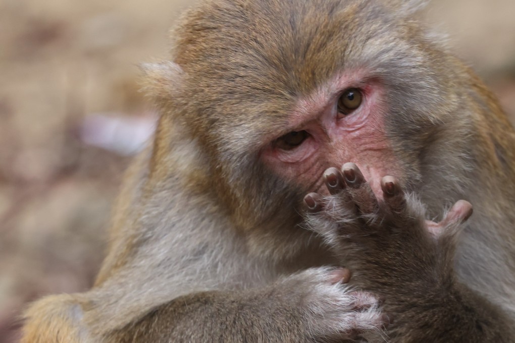 Around 1 in 10 people around the world are left-handed. But what about cats, dogs, monkeys or even octopuses? Researchers now believe most animals have limb preferences. Photo: Yik Yeung-man