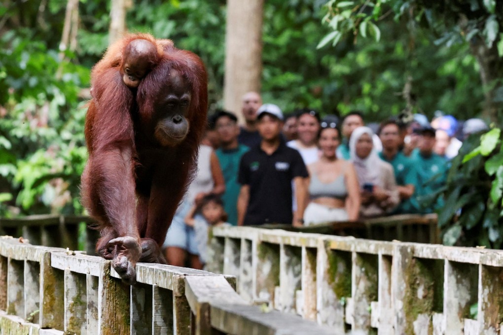 A female Bornean orangutan carries her offspring at a rehabilitation centre in Sepilok, Malaysia. Photo: Reuters