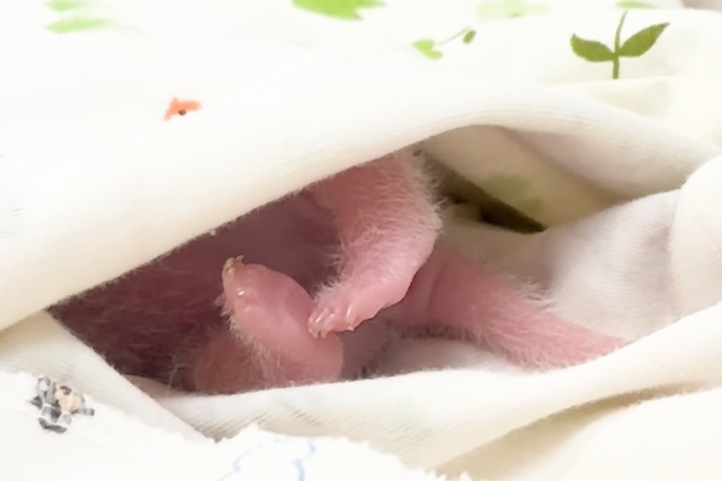 A screengrab of Ocean Park’s latest video to feature one of the panda cubs born earlier this month. Photo: Ocean Park