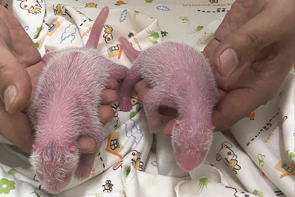 The panda twins are seen at Ocean Park on August 15. The pair, a female and a male, are cubs of Ying Ying and Le Le, pandas given as a gift by the central government to Hong Kong in 2007. Photo: Ocean Park Hong Kong via AP