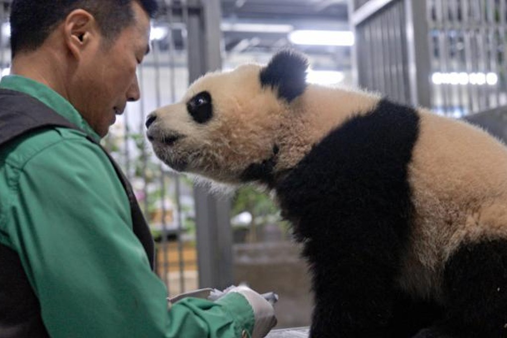 A still from Hello, Grandpa. The documentary traces the journey of Fu Bao, the first giant panda born in South Korea, and her special relationship with the zookeeper who raised her, ahead of her relocation to China. Photo: Acomz