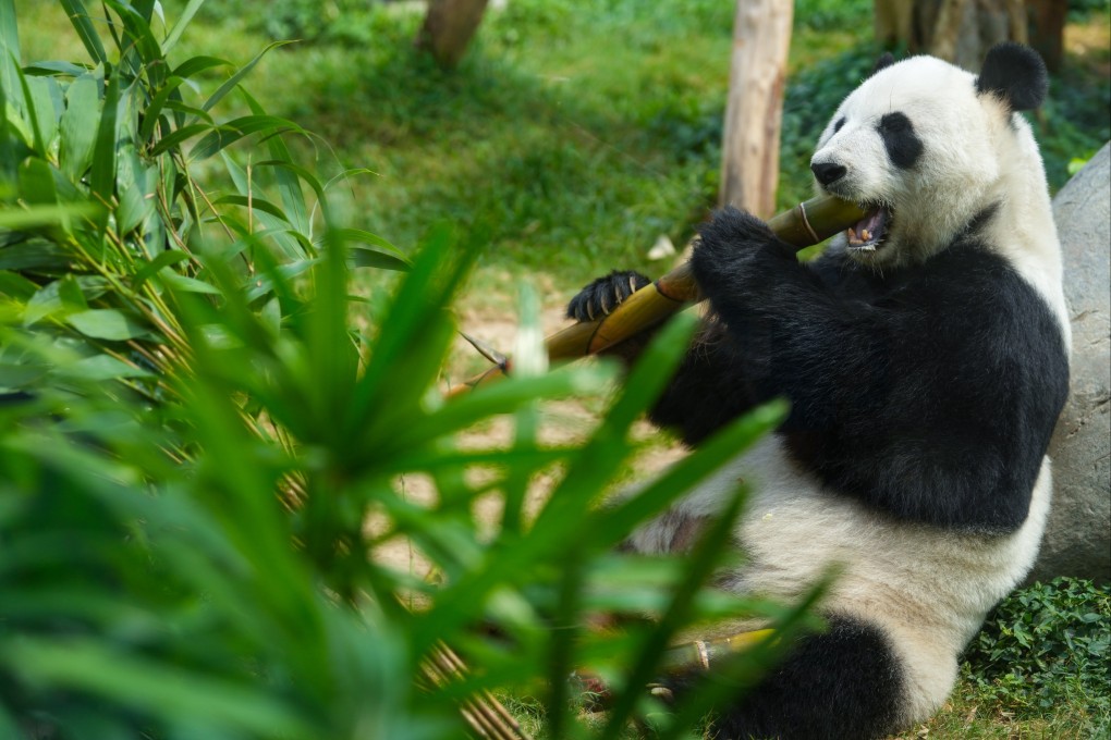 Ying Ying, the giant panda who gave birth to twin cubs last week, having a meal at Ocean Park on July 4. Photo: Elson Li