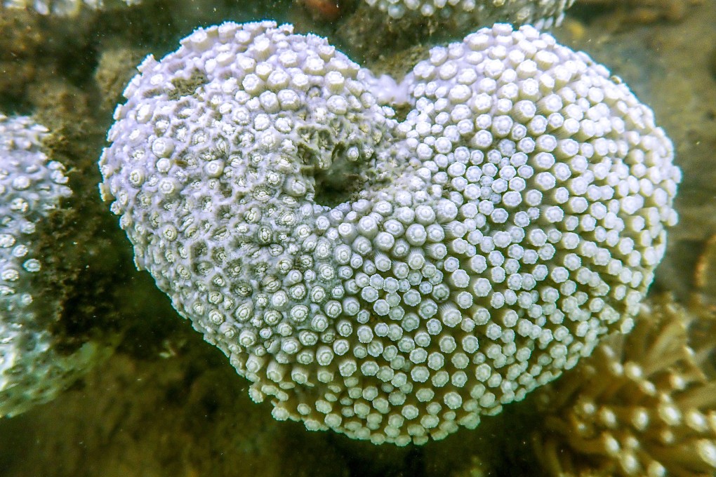 International conservation group WWF Hong Kong discovered more than half of the corals had bleached at a site in Hoi Ha Wan Marine Park. Photo: WWF