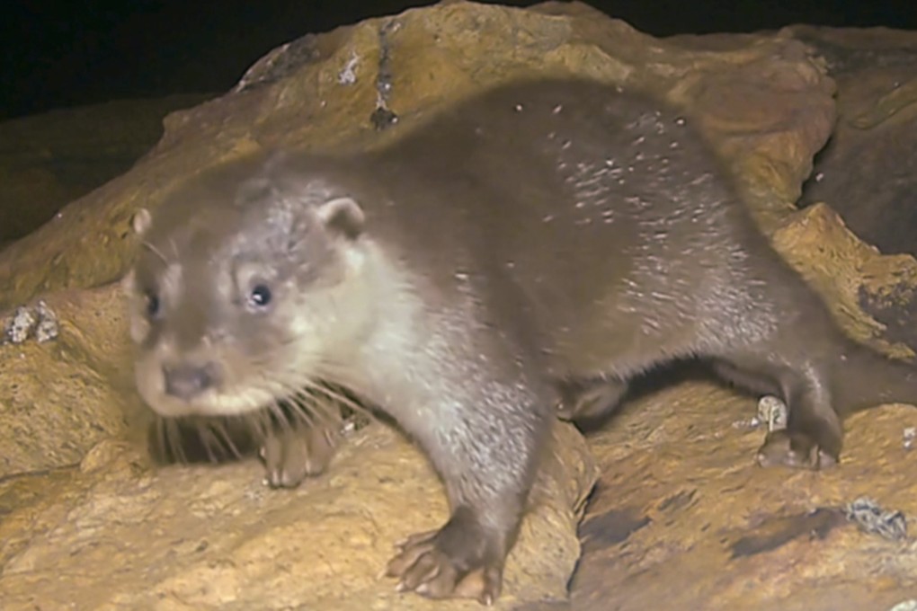 Kadoorie Farm and Botanic Garden is setting up camera traps, conducting study trips and gathering eyewitness accounts to help find the city’s last remaining otters. Photo: Handout