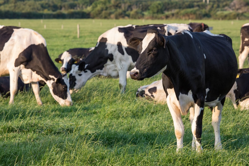 China is investigating subsidies into cheese, milk and cream from across the European Union. Photo: Shutterstock
