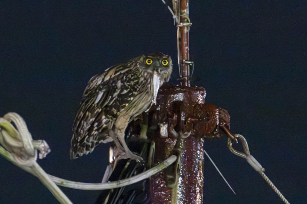 Brown fish owls on Cheung Chau have become a draw for tourists and local birdwatchers. Photo: James Modesto