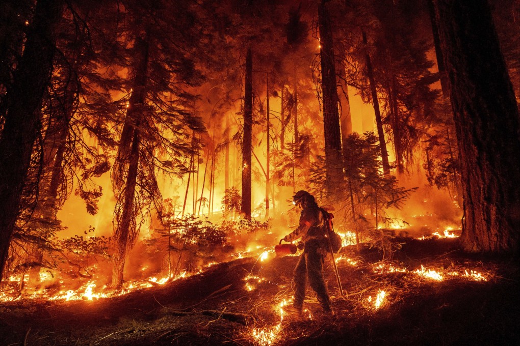 A firefighter uses a drip torch to burn vegetation while trying to stop the Park Fire from near Mill Creek in Tehama County, California, on August. 7. Photo: AP