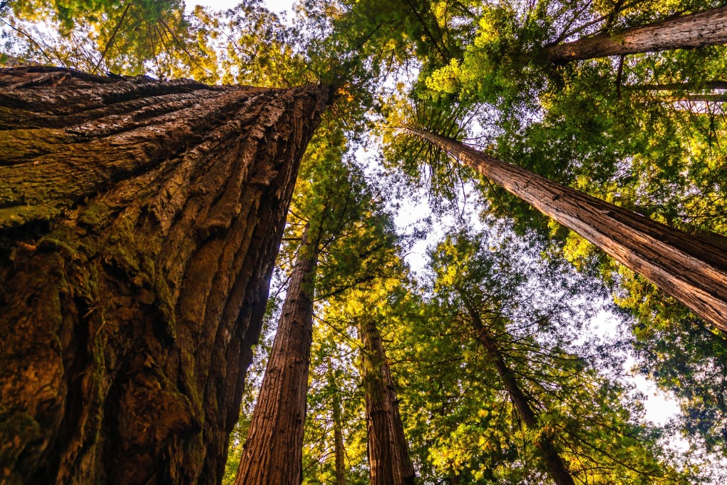 Sequoia trees in Calaveras Big Trees State Park, California, US. The park has some of the world’s biggest and oldest giant sequoias, but two of its tallest, The Discovery Tree and Mother of the Forest, fell victim to greedy European settlers. Photo: Shutterstock Images