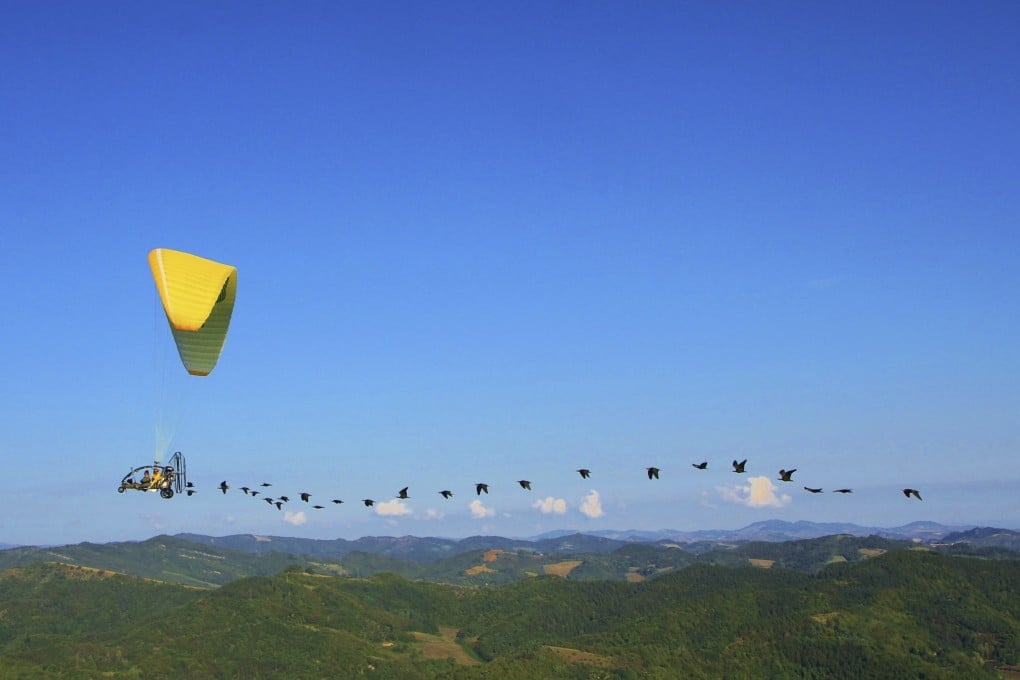 Conservationists flying a microlight aircraft and shouting instructions through a loudhailer guide a flock of endangered northern bald ibises on their migration from Austria to Italy. Photo: Waldrappteam Conservation & Research via AP