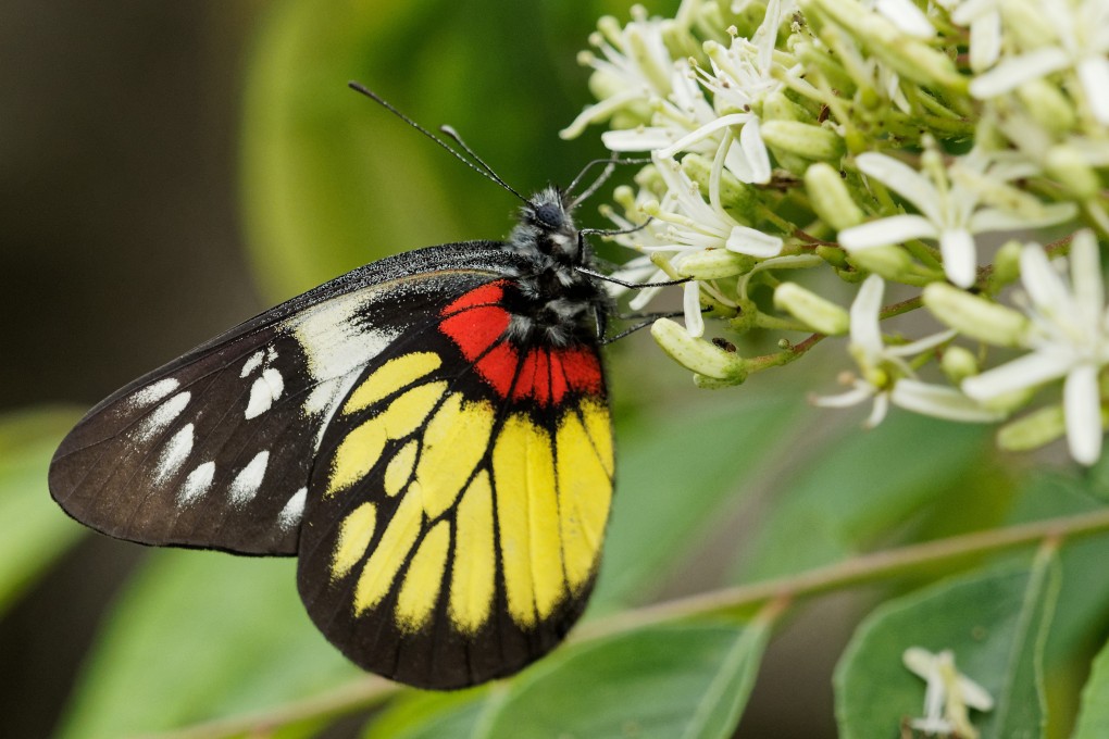 A red-base jezebel butterfly rests on a plant. A 2019 study that analysed 73 historical reports on insect population trends concluded that 40 per cent of insects were threatened with extinction. Photo: Martin Williams