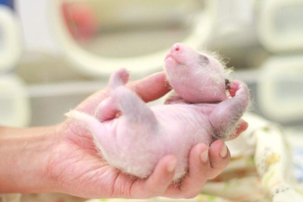 The latest photos show the cubs have started to sprout sparse fur on their pink skin. Photo: Facebook/Ocean Park