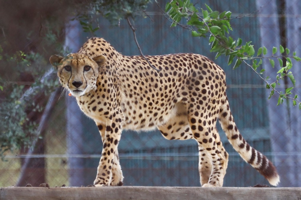 India’s cheetah reintroduction project, a flagship initiative for Prime Minister Modi, faces a potential collapse after the death of its only wild-roaming cheetah. Photo: Reuters