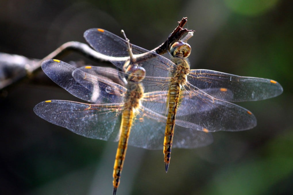A pair of wandering glider dragonflies. Research has found that dragonflies have been eaten as both delicacies and for medicinal purposes in a region of Japan, a tradition of entomophagy (insect eating) more common than previously thought. Photo: Shutterstock