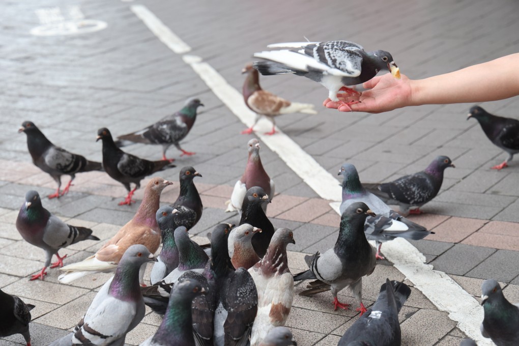 The government has said that feeding the feral birds threatens their survival because it alters their foraging habits. Photo: Jelly Tse