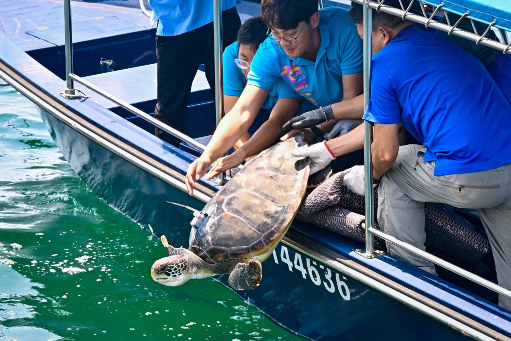 Conservation officers release the green turtle into Hong Kong’s southern waters. Photo: Handout