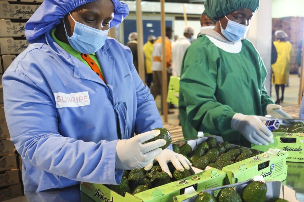 Employees pack fresh avocados into boxes at a factory in Limuru, Kenya, on August 2, 2022. Photo: Xinhua
