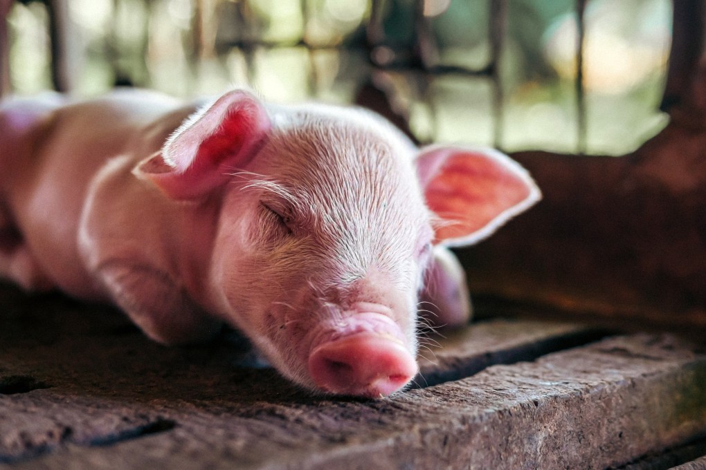 Pigs are considered lucky in both Chinese and Korean cultures. The two countries share several superstitious beliefs around good and bad luck, but there are also some key differences. Photo: Shutterstock