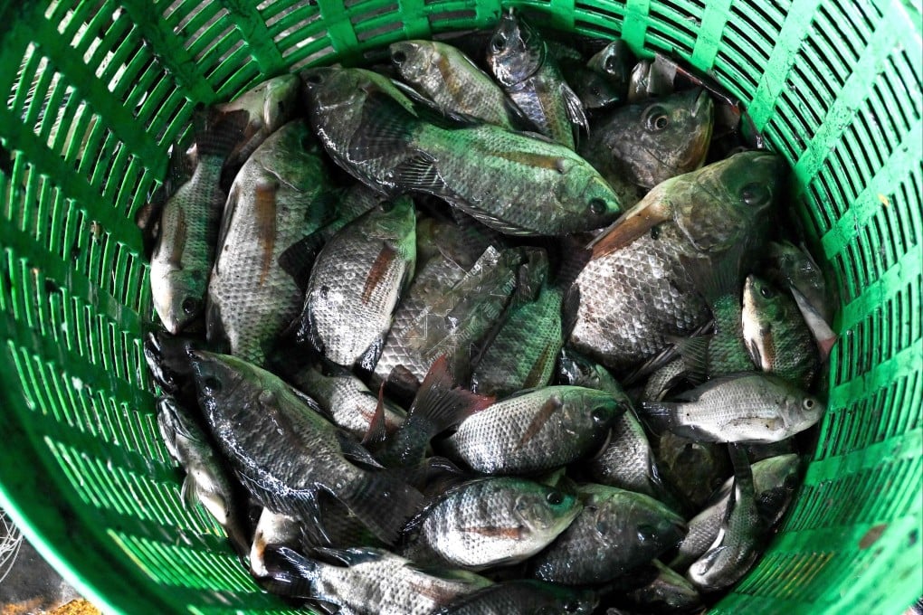 Thailand has netted more than 1.3 million kilos of highly destructive blackchin tilapia fish, as it battles to stamp out the invasive species. Photo: AFP