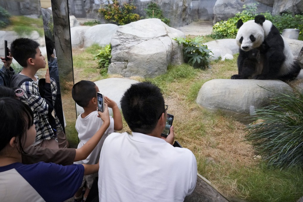 The new arrivals will join bears such as Le Le (pictured), bringing the population in the city to six. Photo: May Tse