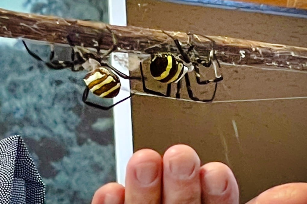 These spiders are affectionately named “samurai spiders”. Photo: Kathryn Wortley