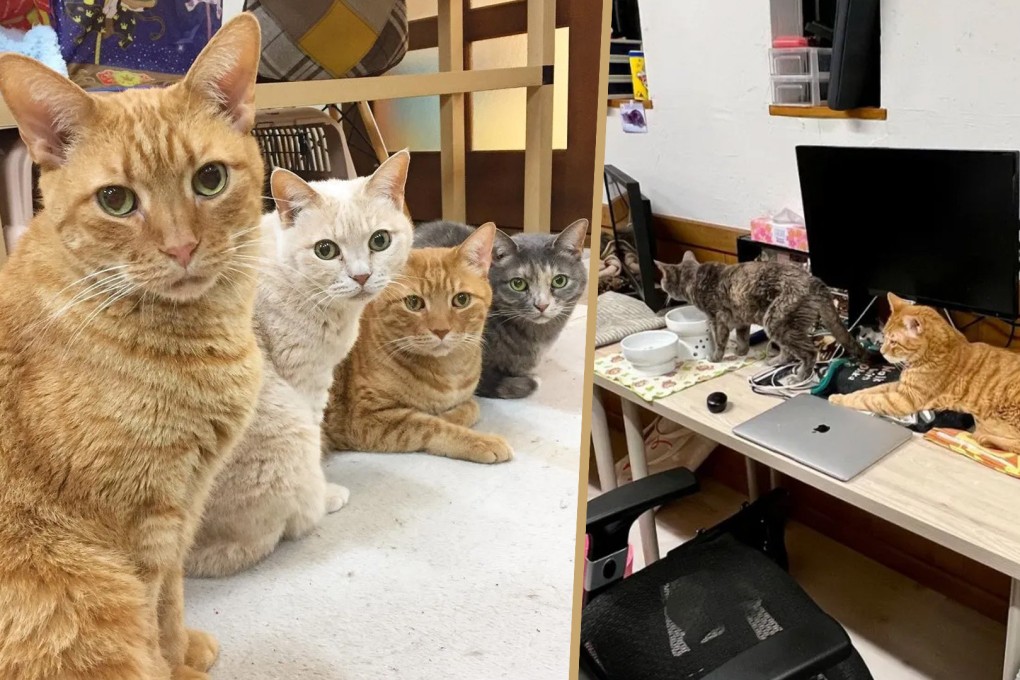 The company boss, who is a cat lover, says his furry “staff” have surprisingly become an effective tool for attracting new employees. Photo: SCMP composite/QQ.com