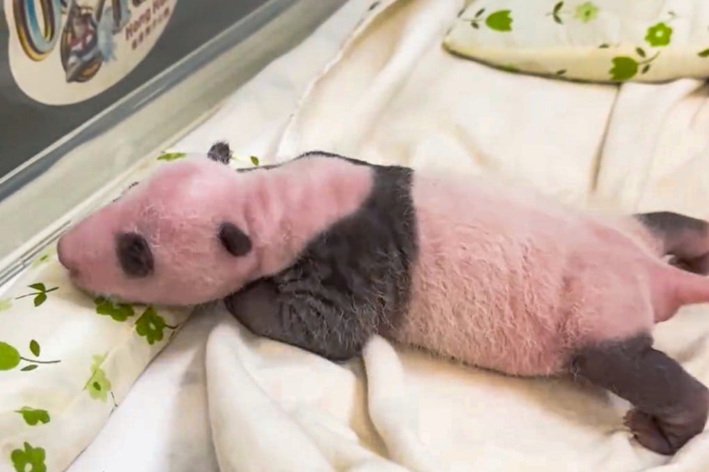 The fur on “Little Brother” is starting to develop into a panda’s trademark black-and-white coat. Photo: SCMP