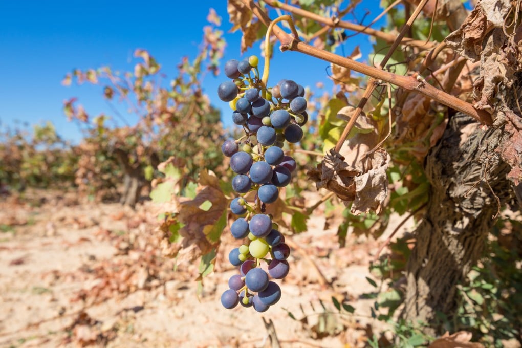 Winemakers in Europe will increasingly struggle as climate change tests the geographical indications that limit wine to being made using grapes from defined regions. Photo: Shutterstock
