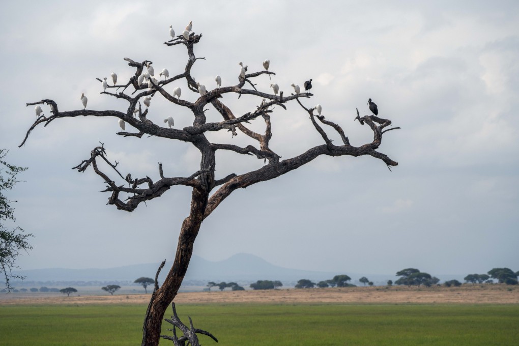Birds perch on the branches of a dead tree in Tanzania’s Tarangire National Park. Photo: AP