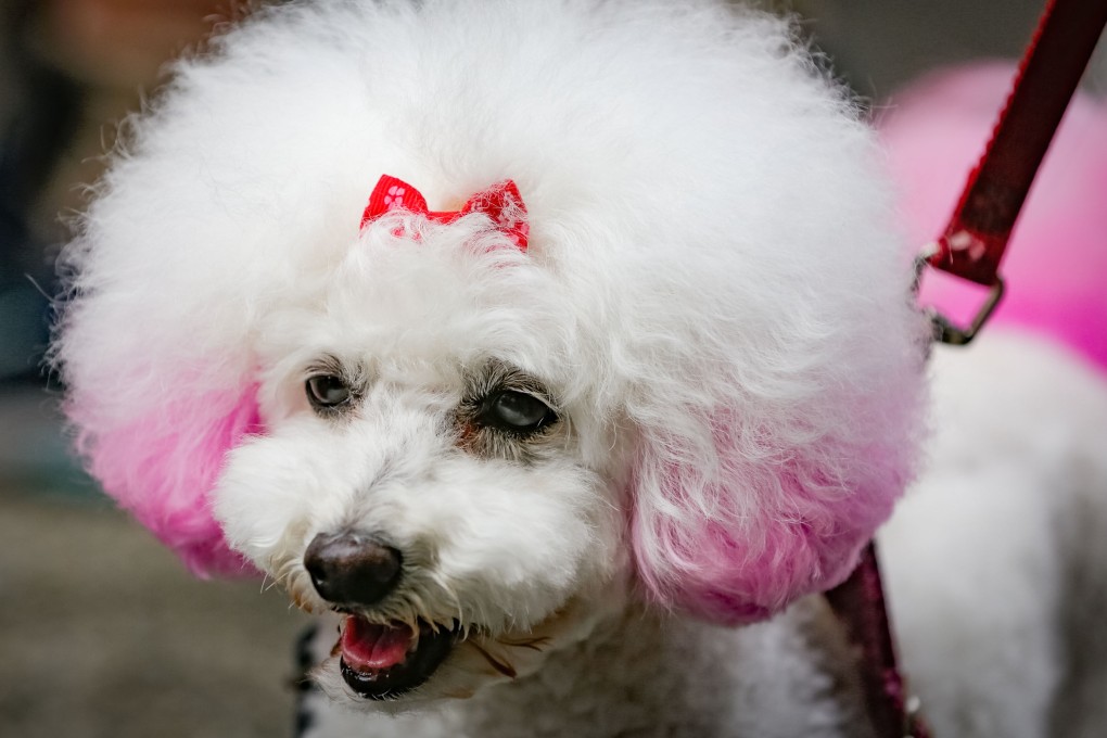 A dog with pink-dyed fur is spotted during the Pet-A-Palooza event in Vancouver. Photo: Xinhua