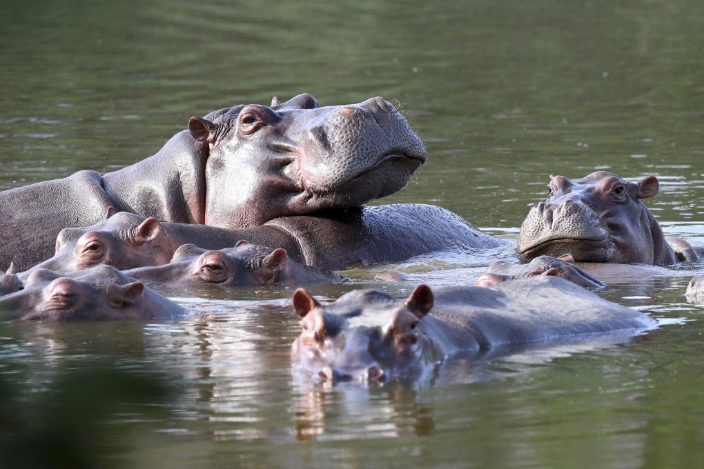 Hippos float in the lake at Colombia’s Hacienda Napoles Park, once the private estate of drug kingpin Pablo Escobar. Photo: AP