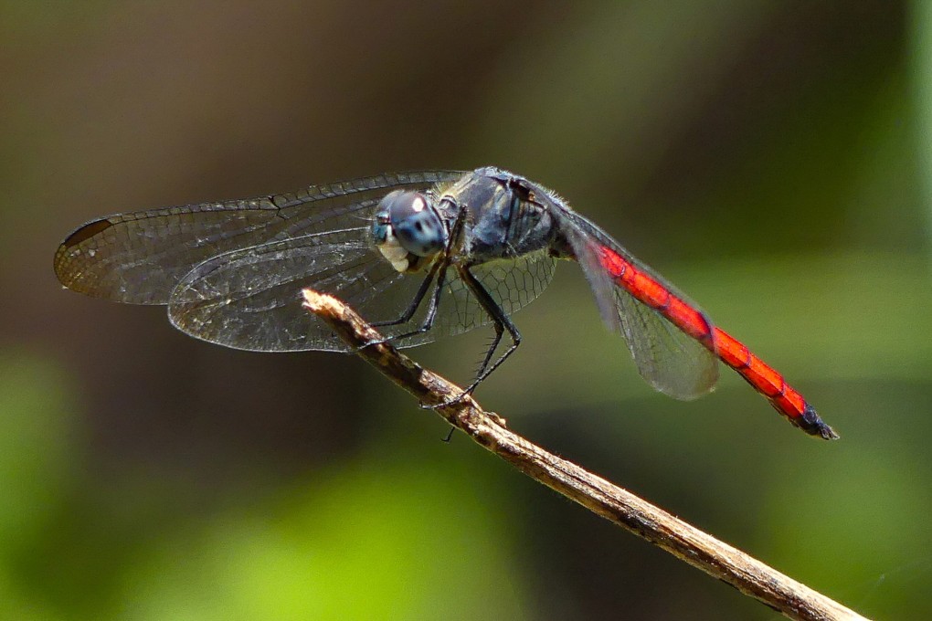 Green Power was behind the first recorded sighting of Lathrecista asiatica in Hong Kong. Photo: Handout