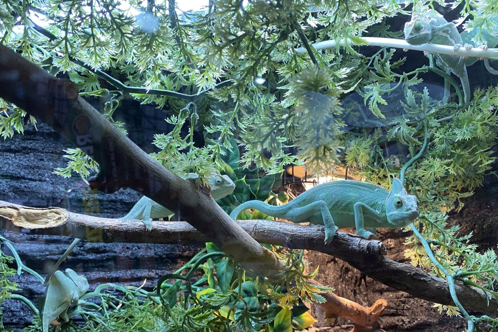 Lizards inside a display at an exotic pet shop in Mong Kok. The trade in reptiles and other exotic pets remains robust in Hong Kong despite its potential to damage local biodiversity and threaten native species. Photo: Jelly Tse