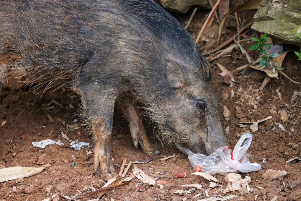 Wild boars were among the species that featured in the study involving Greenpeace. Photo: Jonathan Wong