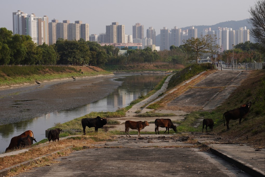 A herd of wild cattles forage at the Ng Tung River in Sheung Shui in January 2021. A recent study found signs of Eurasian otters in the river near urban Sheung Shui. Photo: Sam Tsang