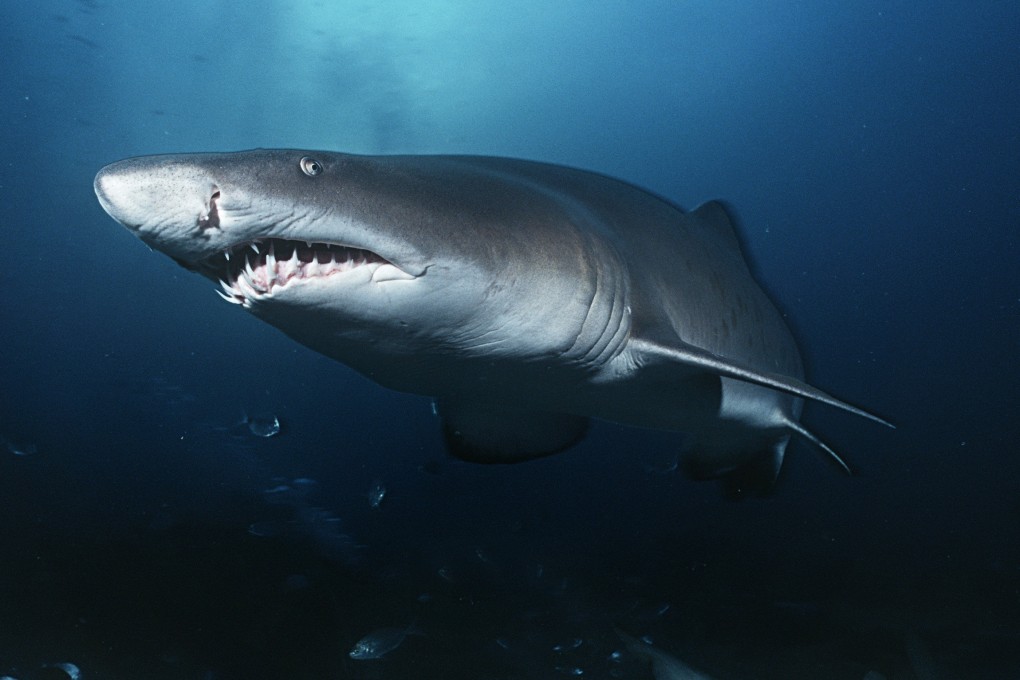 Some people have a queasy feeling when swimming – and others will not even go into the sea. Is Jaws to blame for our fear of sharks like this sand tiger shark? Photo: TNS