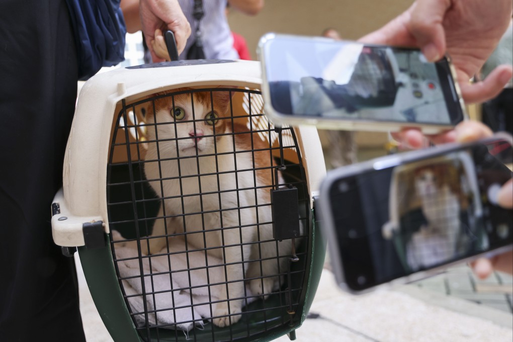 Police arrested a man and recovered a cat that was allegedly stolen last week. Photo: Jelly Tse