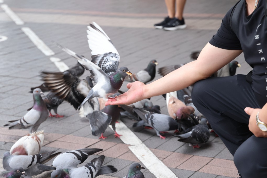 A new Hong Kong law imposes tougher penalties for giving food to wild animals, including feral pigeons. Photo: Jelly Tse