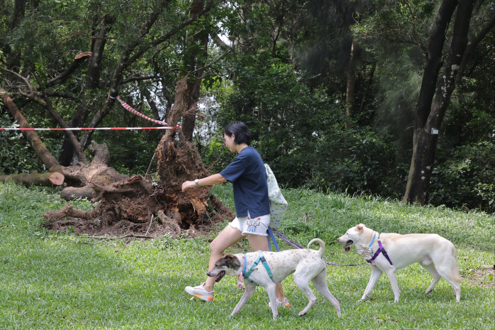 A woman walks her dogs past a fallen tree after super typhoon Saola hit, in a park that was formerly part of the Fanling Golf Course, on September 4, 2023. Photo: Jelly Tse