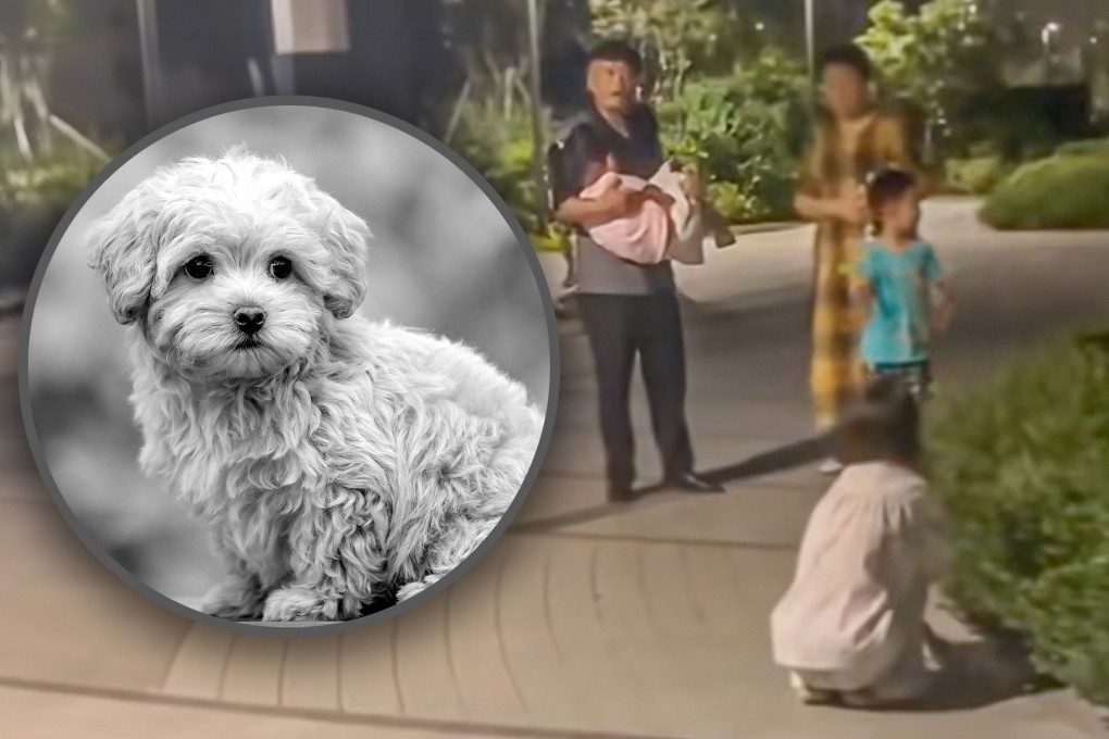 A Chinese man kills an off-leash dog by throwing it to the ground after it chased and frightened his granddaughter. Photo: SCMP composite/Shutterstock/Douyin