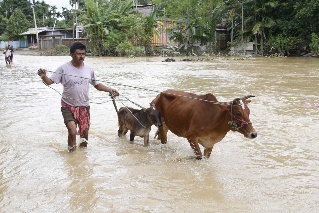 A man leads his cows through floodwater in northeastern India’s Tripura state in August. Photo: EPA-EFE