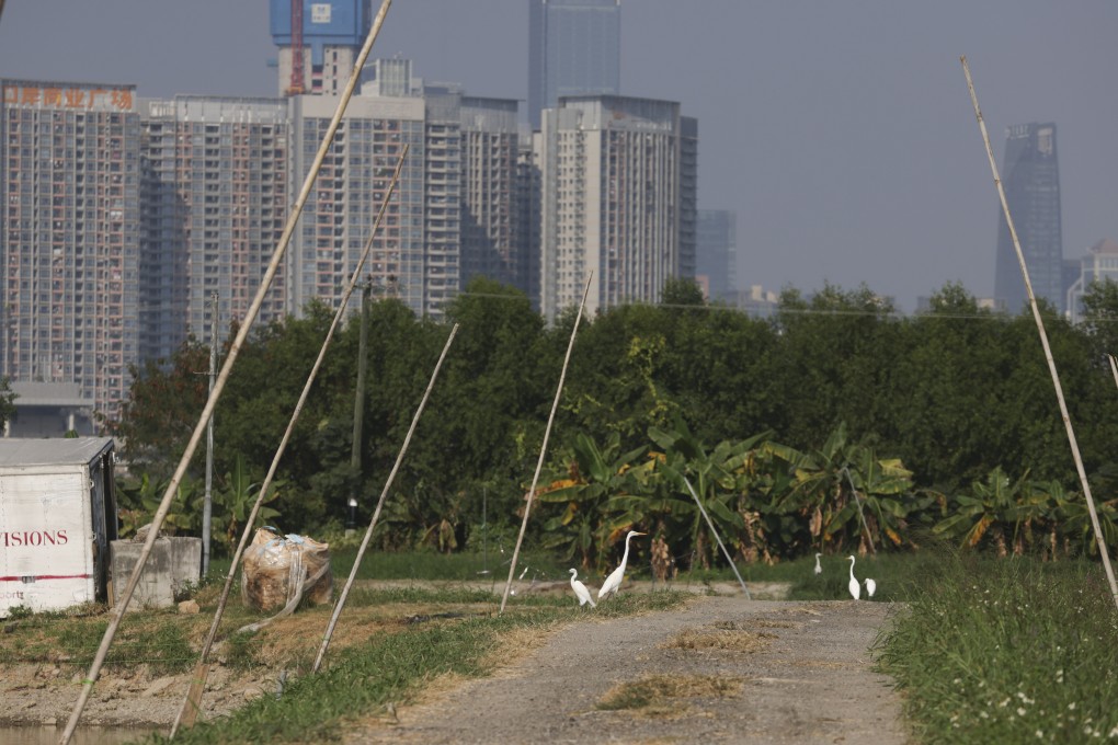 Great and little egrets at San Tin, Yuen Long, in December 2023. The area is slated for development into a technology hub. Photo: Yik Yeung-man