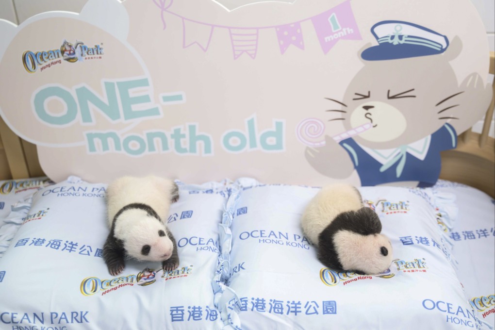 The twin giant panda cubs turned one month on Saturday. Photo: Ocean Park